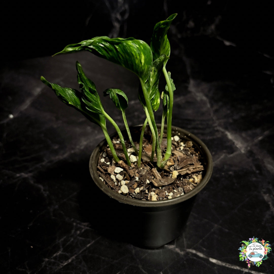 Epipremnum Aureum Shangri -La