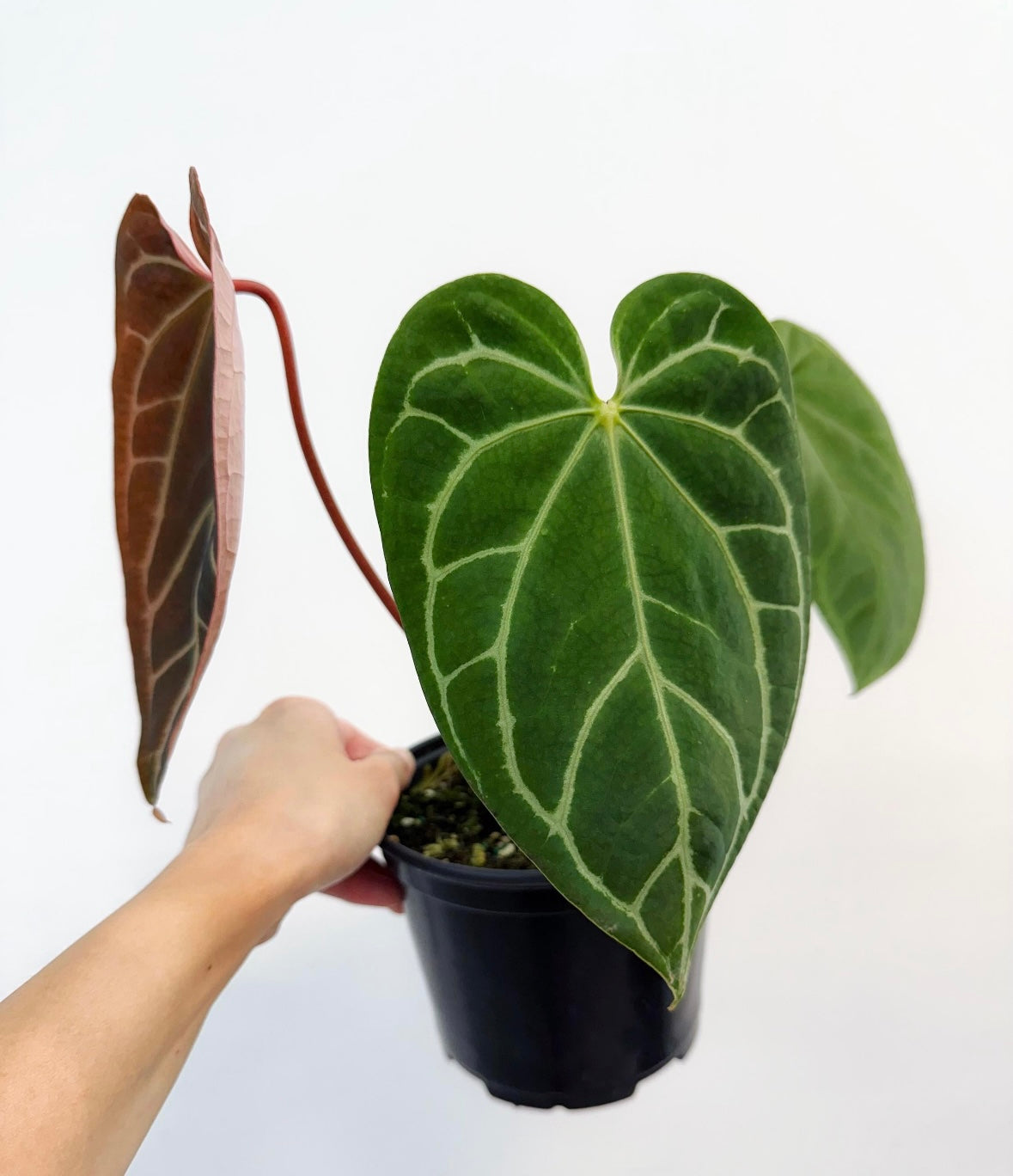 Anthurium Besseae “6 (Híbrido)