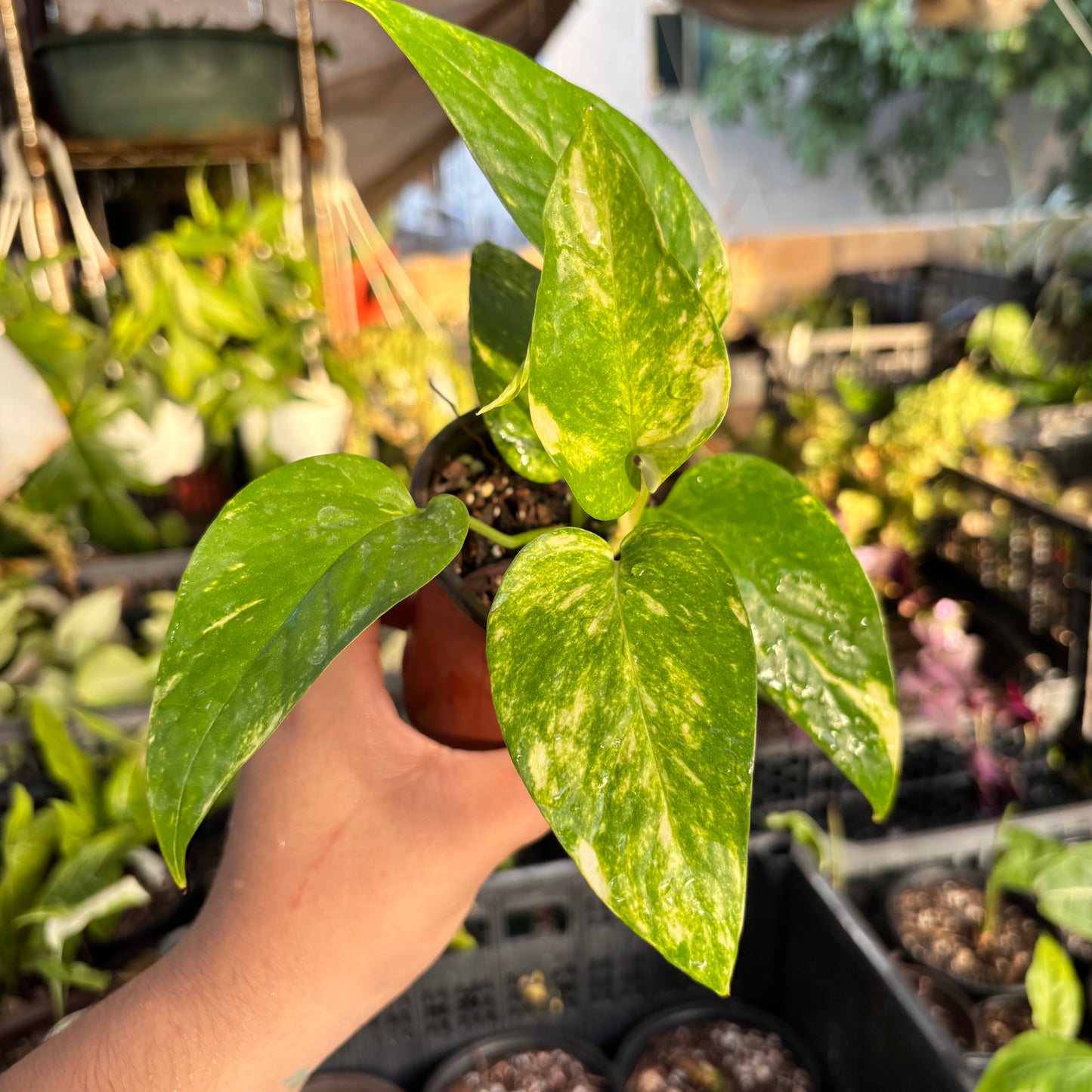 Epipremnum Pinnatum Yellow Flame “4