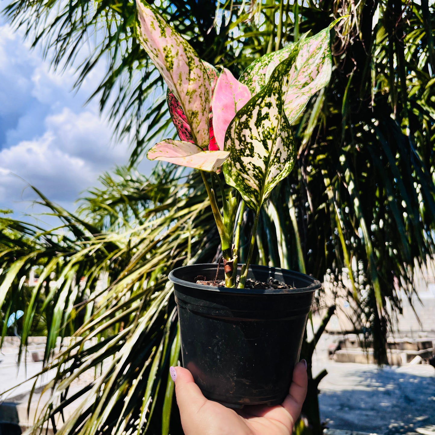 Aglaonema Etta Rose “5