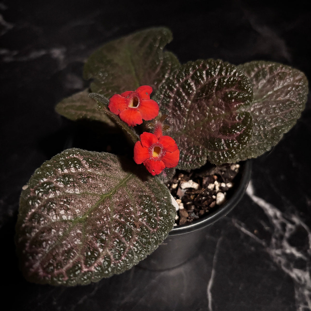 Episcia Alice Aussie “4