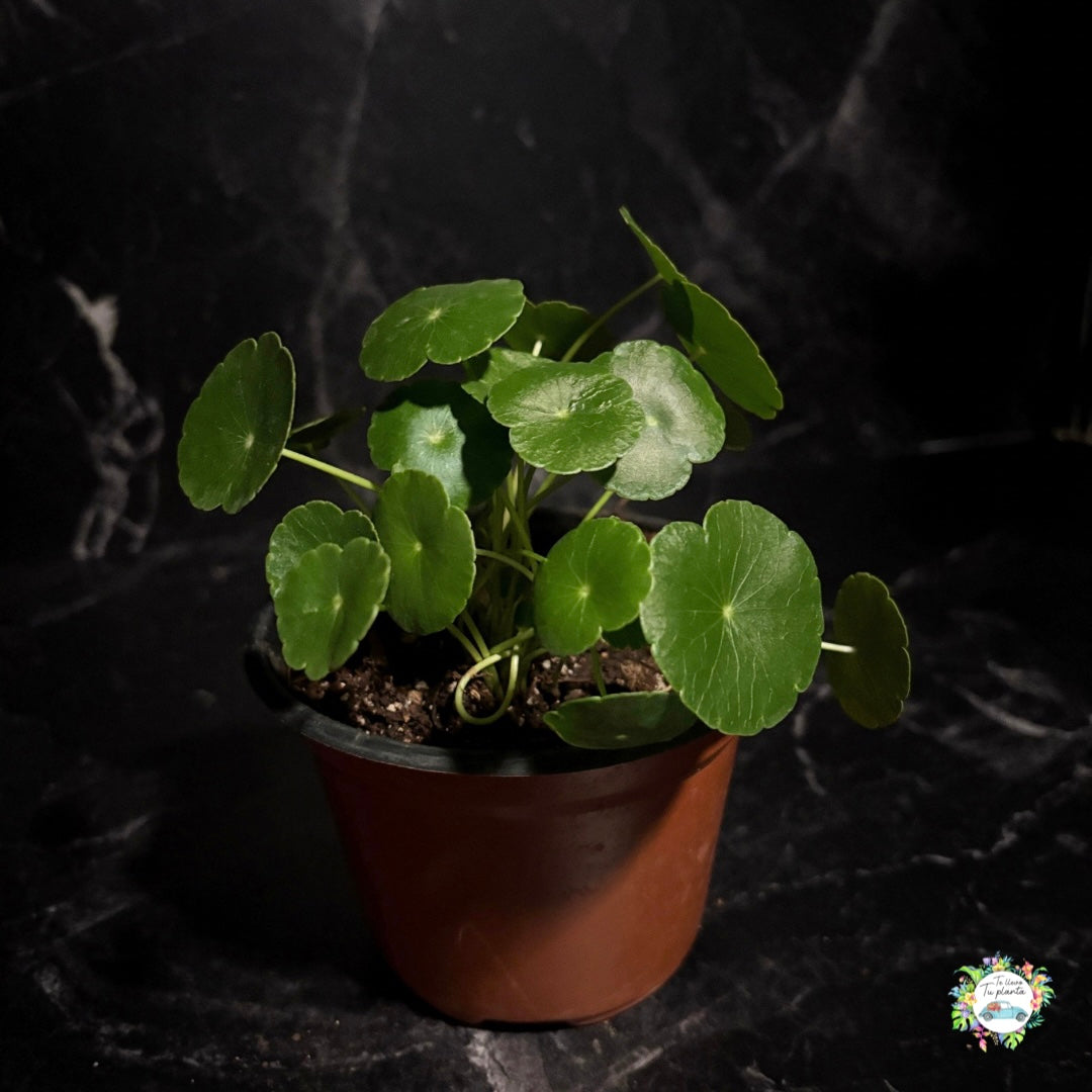 Hydrocotile Verticillata “5