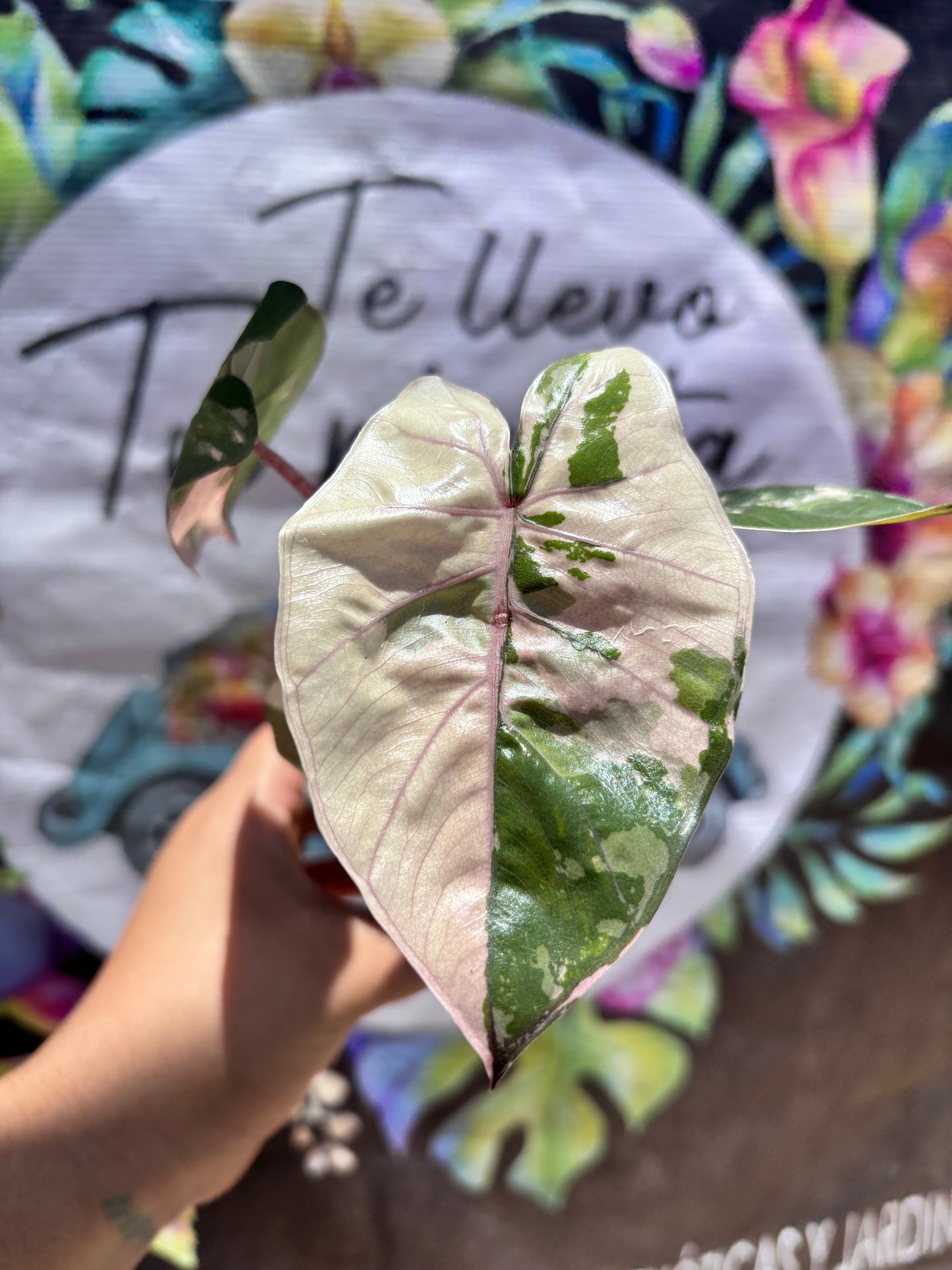 Alocasia Yucatan Princess Variegada "4