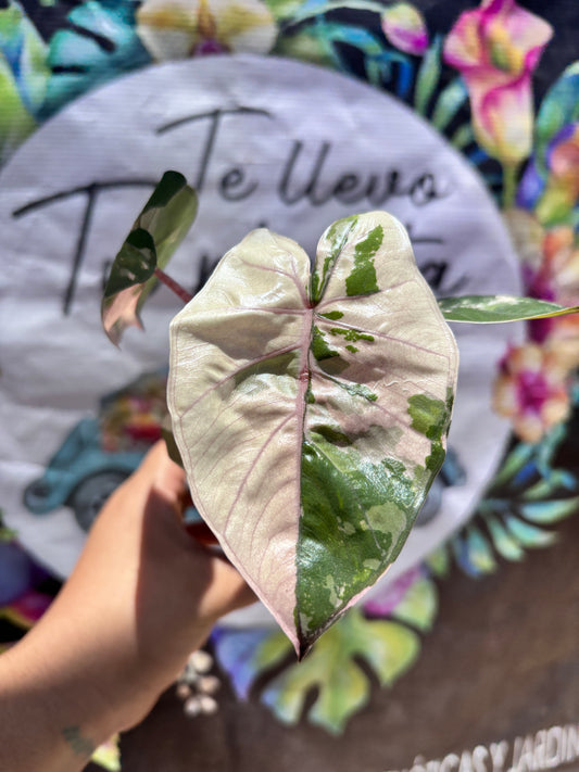 Alocasia Yucatan Princess Variegada "4