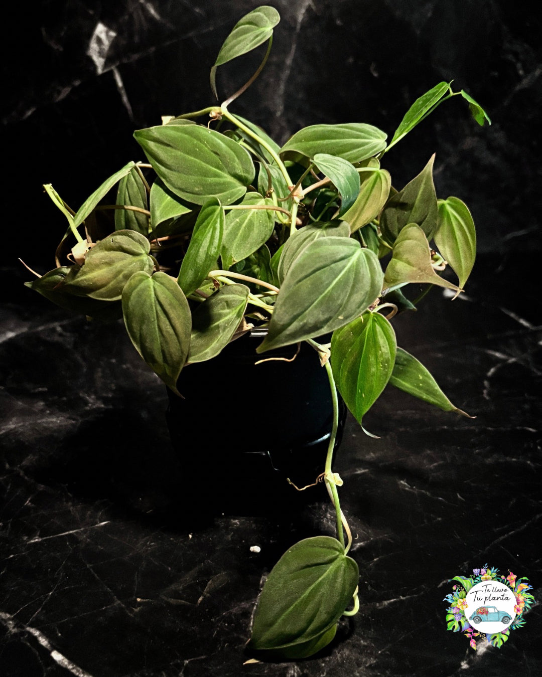 Philodendron Micans (rojo) “5