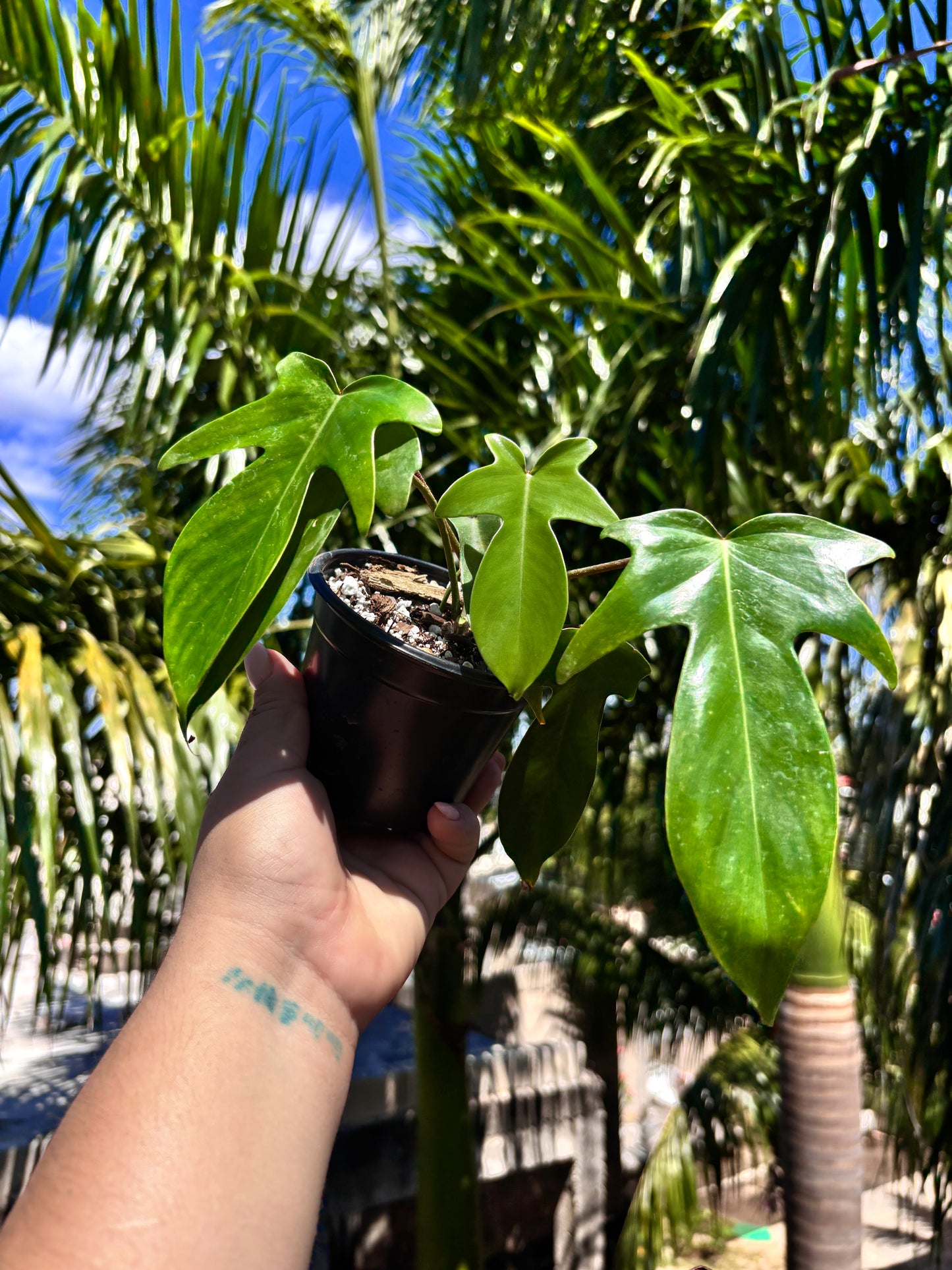 Philodendron Pedatum "4