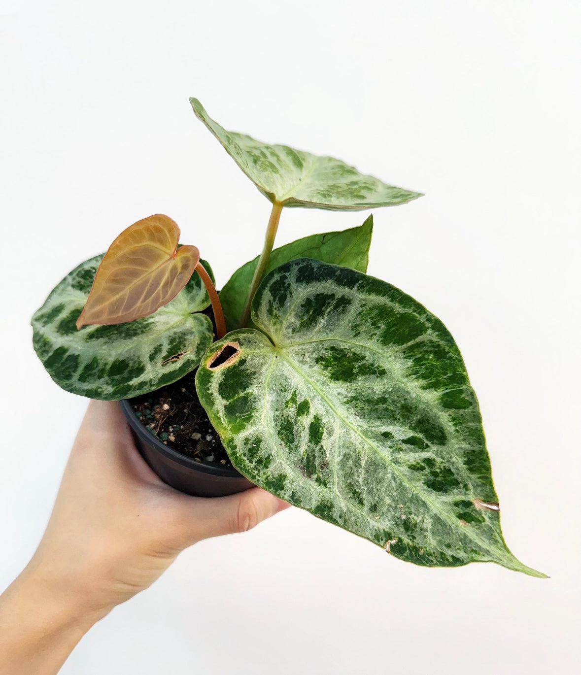 Anthurium Silver Blush Mint “4