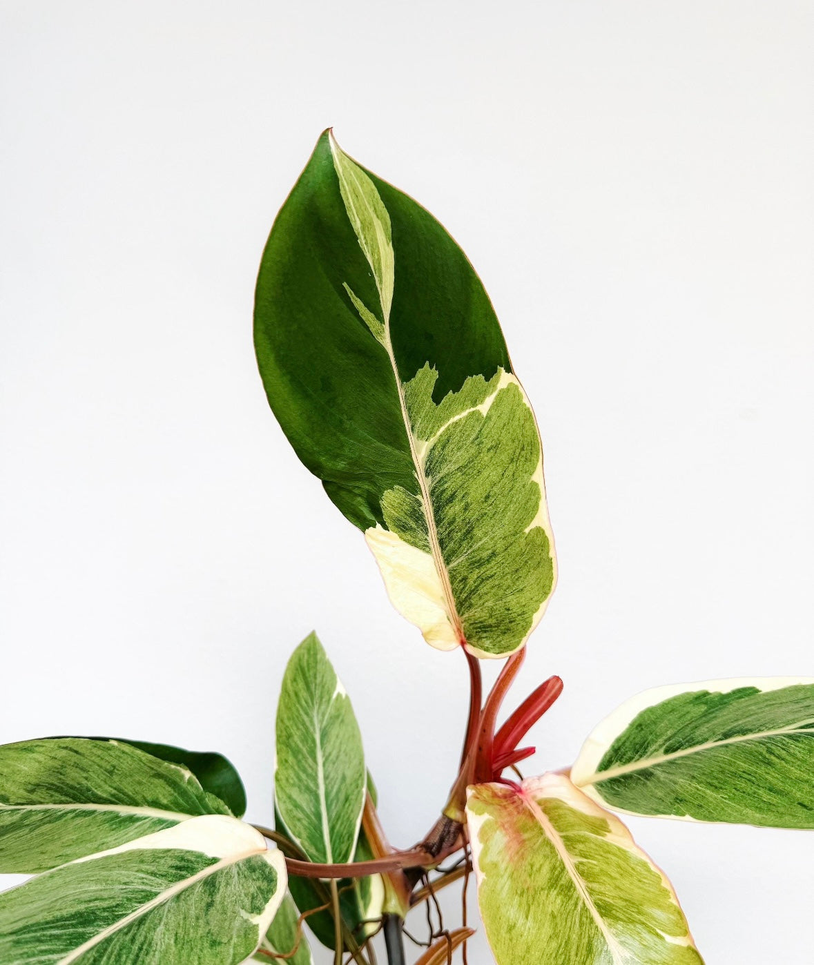 Philodendron Shady Lady “4