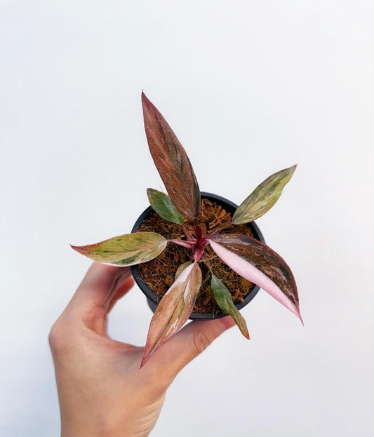 Philodendron Fire Phoenix “4