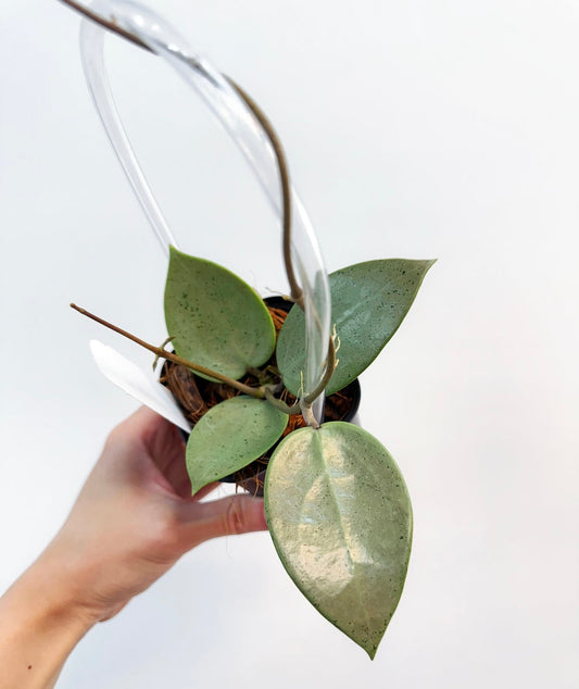 Hoya Parasitica Silver “4
