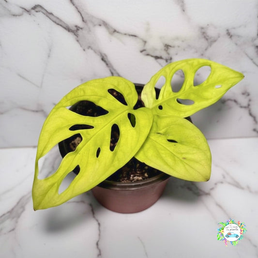 Monstera Adansonii (B) “4