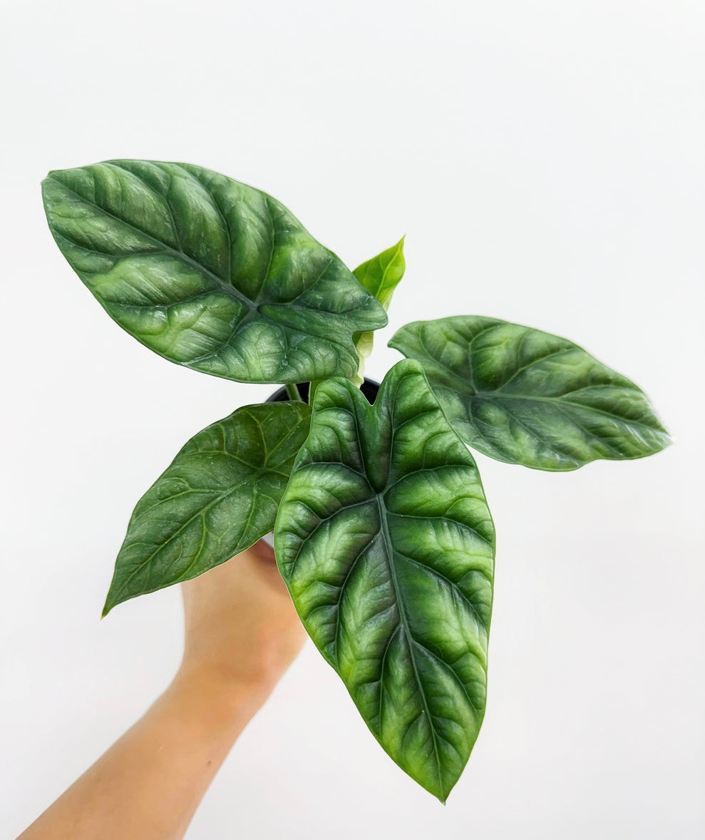 Alocasia Sinuata “4