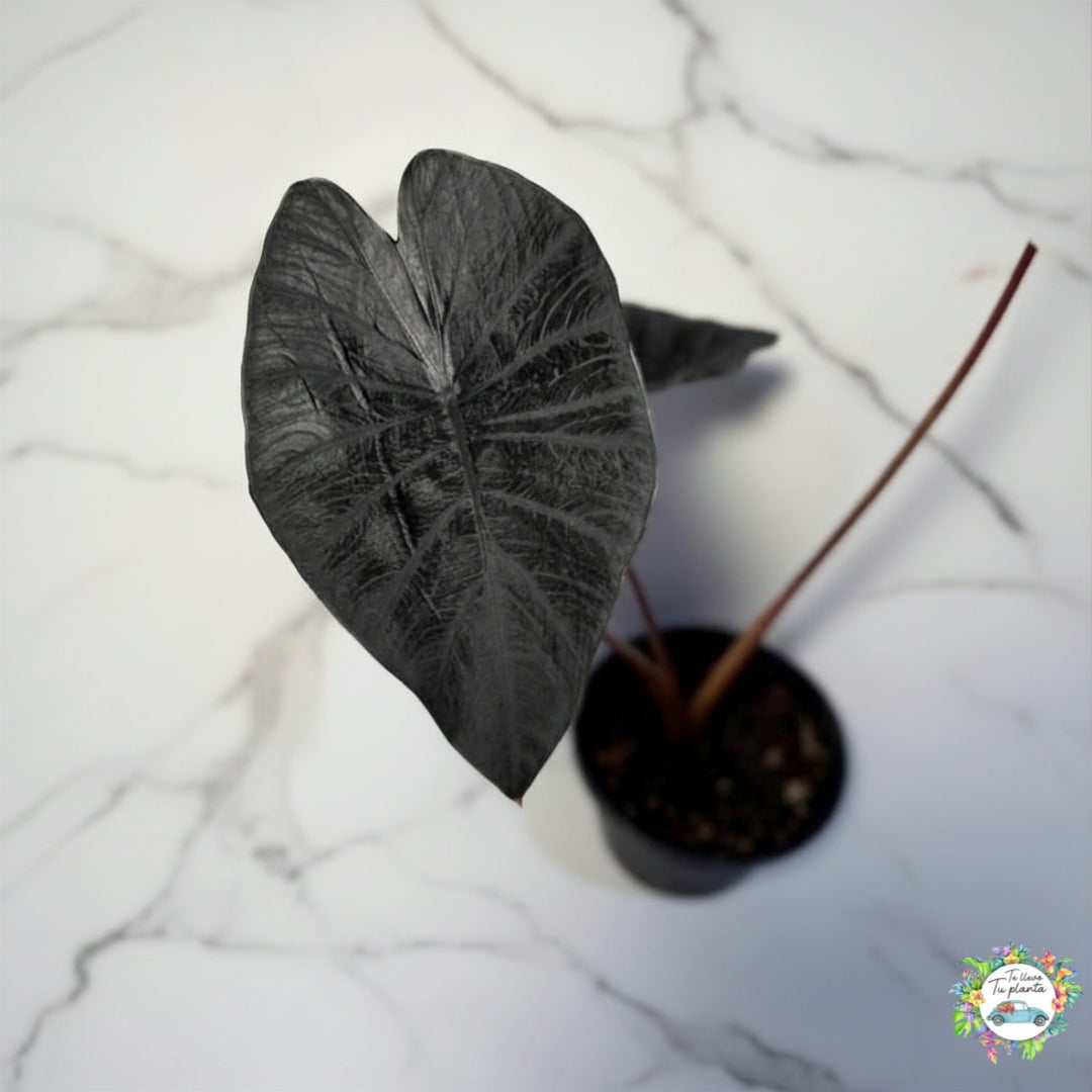 Colocasia black coral “5
