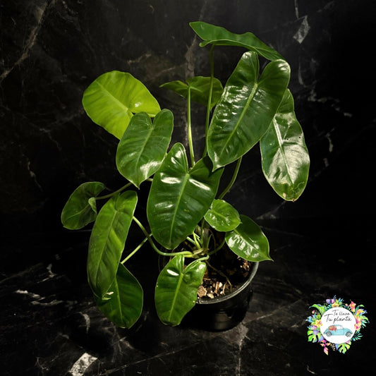 Philodendron Burle Marx “6