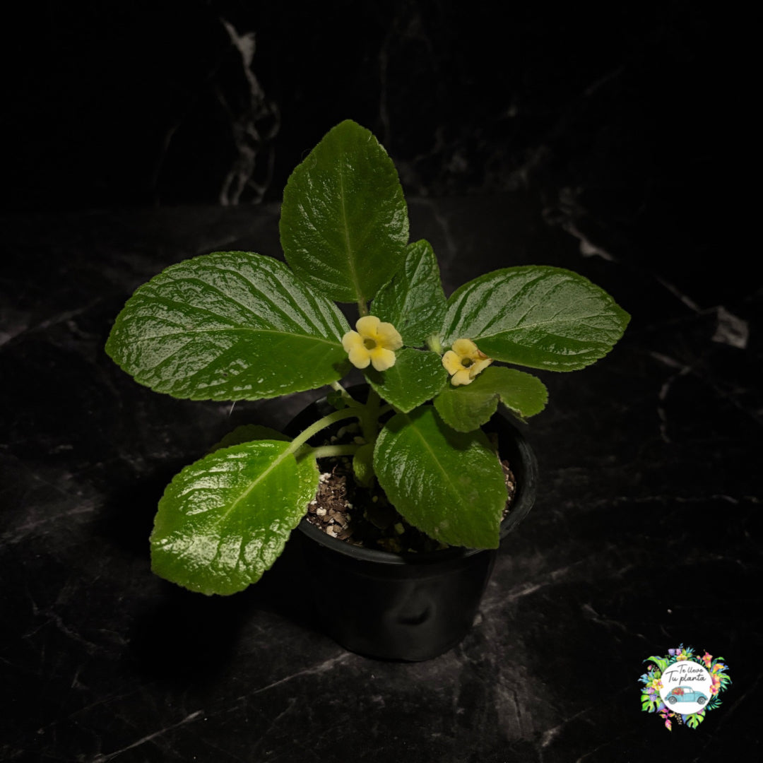 Episcia Tropical Topaz "4