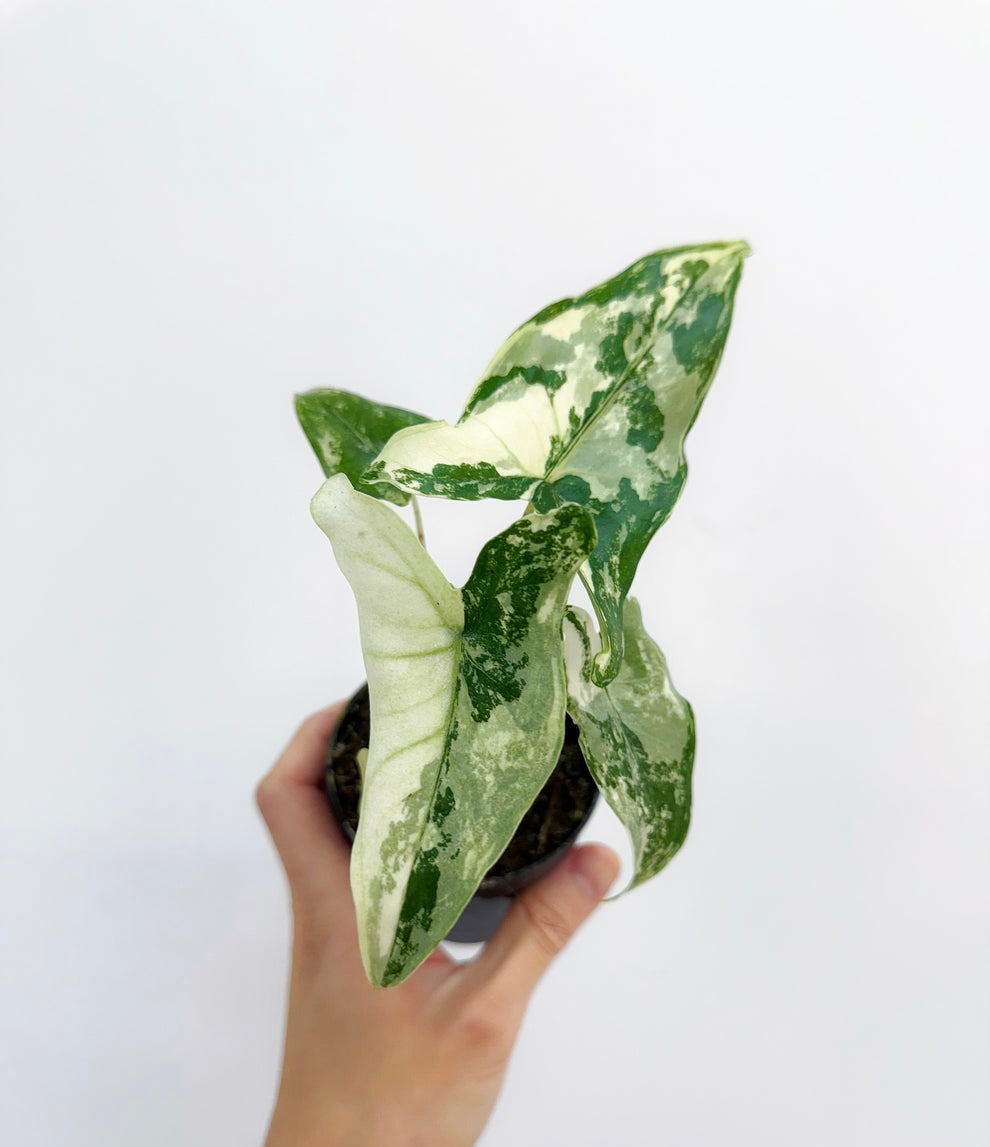 Alocasia Tigrina Superba