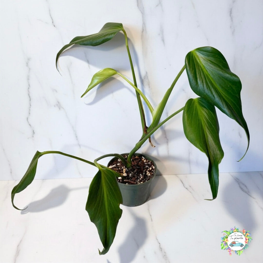 Monstera Burle Marx Flame “