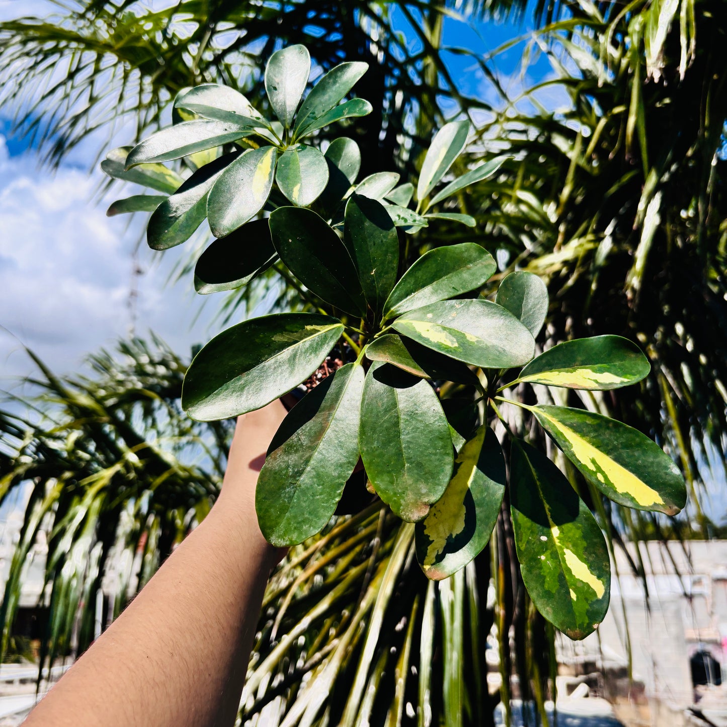 Schefflera Variegada "5
