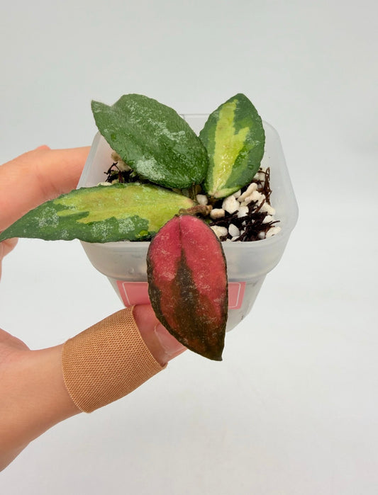 Hoya Caudata Variegada “3