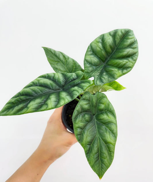 Alocasia Sinuata “4