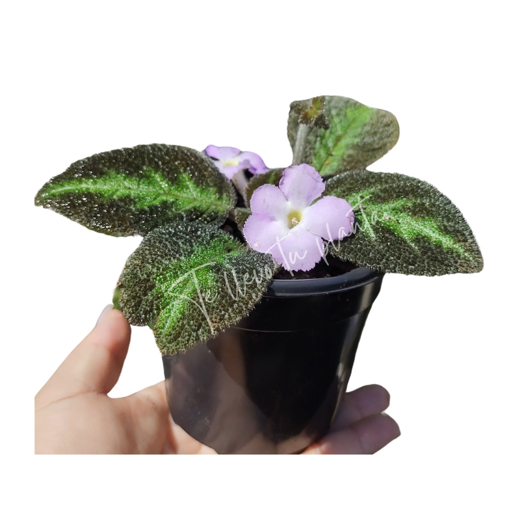 Episcia Blue Nile "4