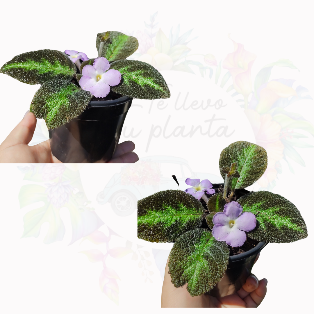 Episcia Blue Nile "4