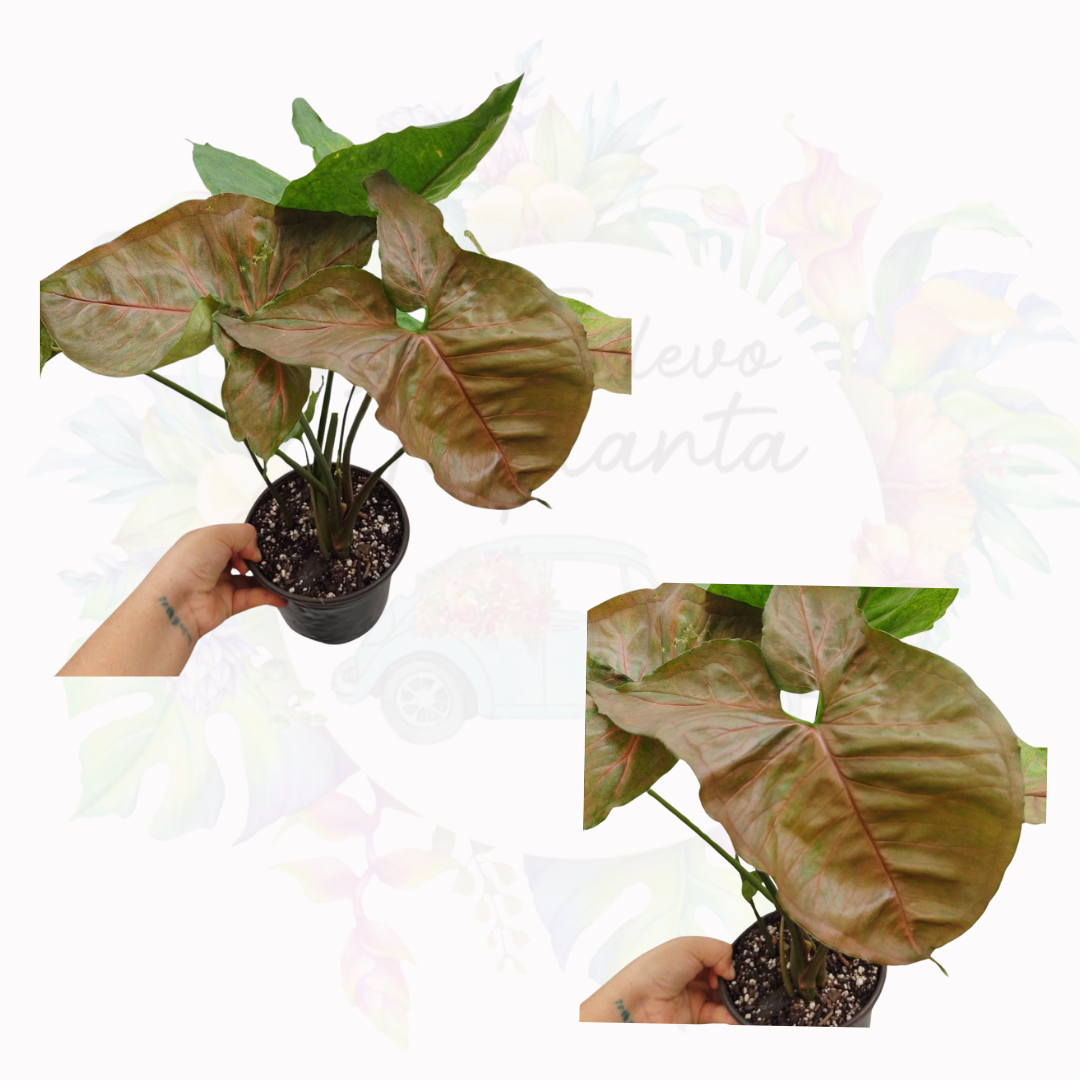 Syngonium Maria Allusion "4
