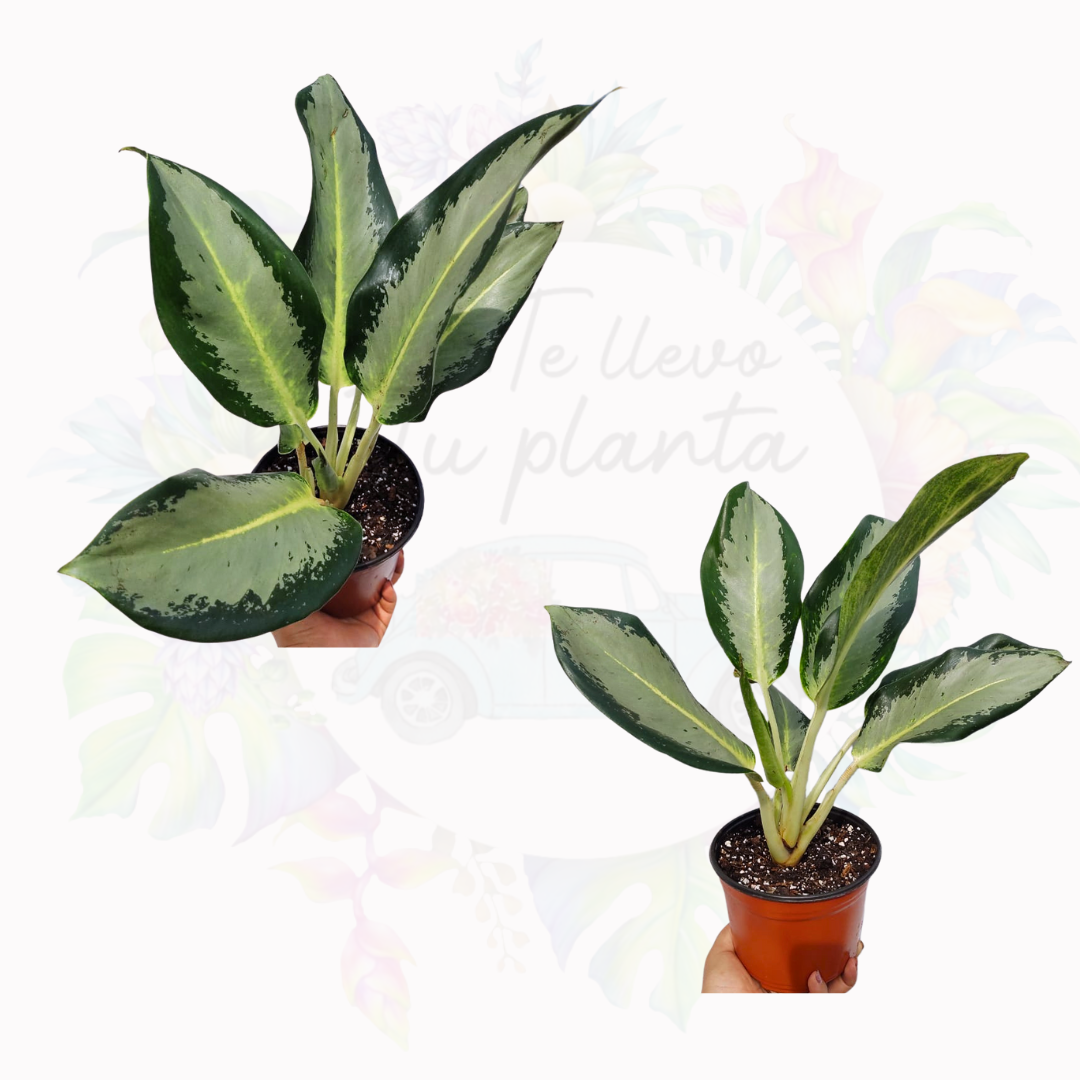 Aglaonema Green Bowl “4