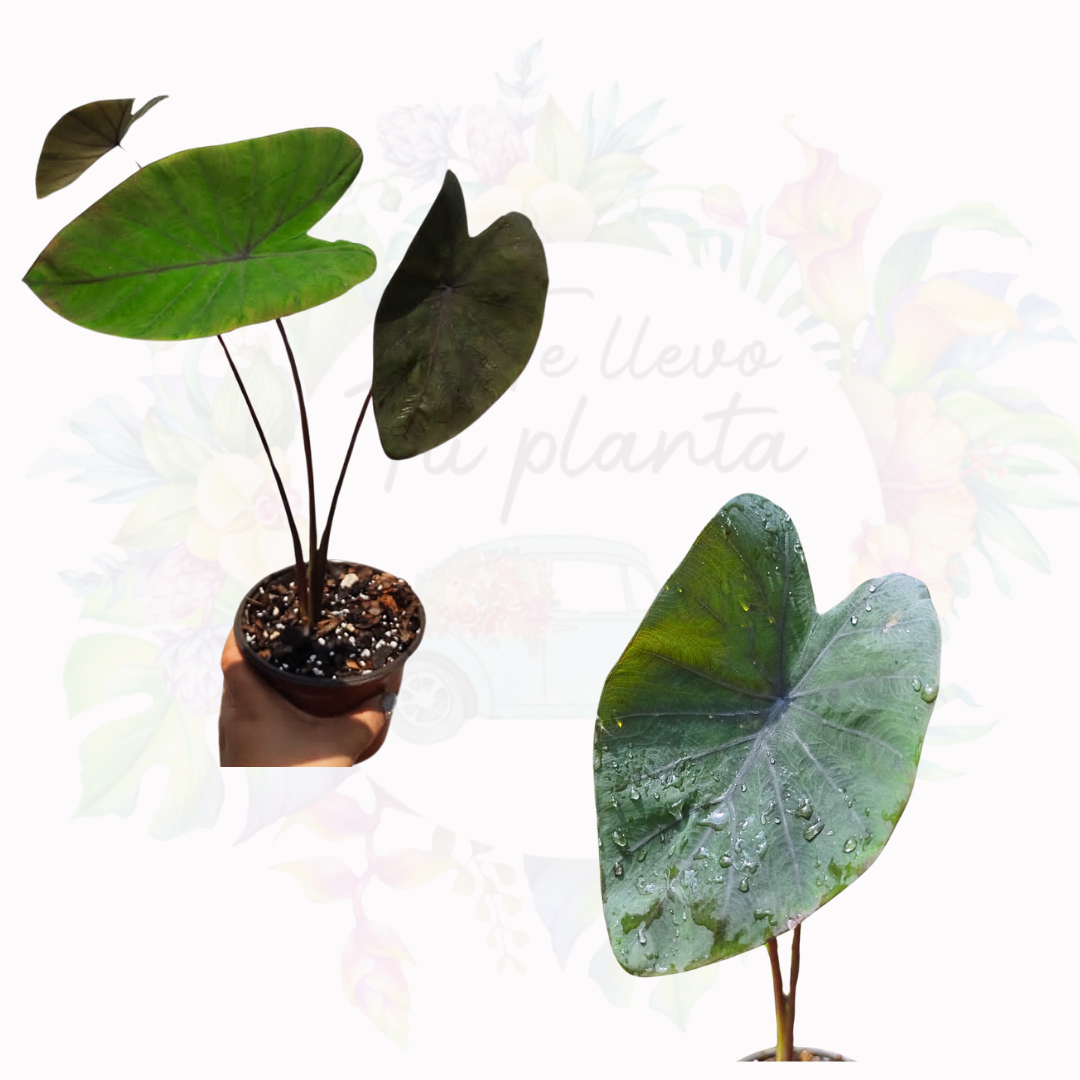 Colocasia Purple Guppy #5
