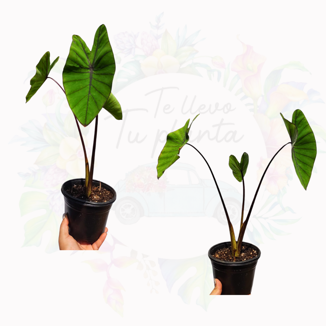 Colocasia Blue Hawaiian “6