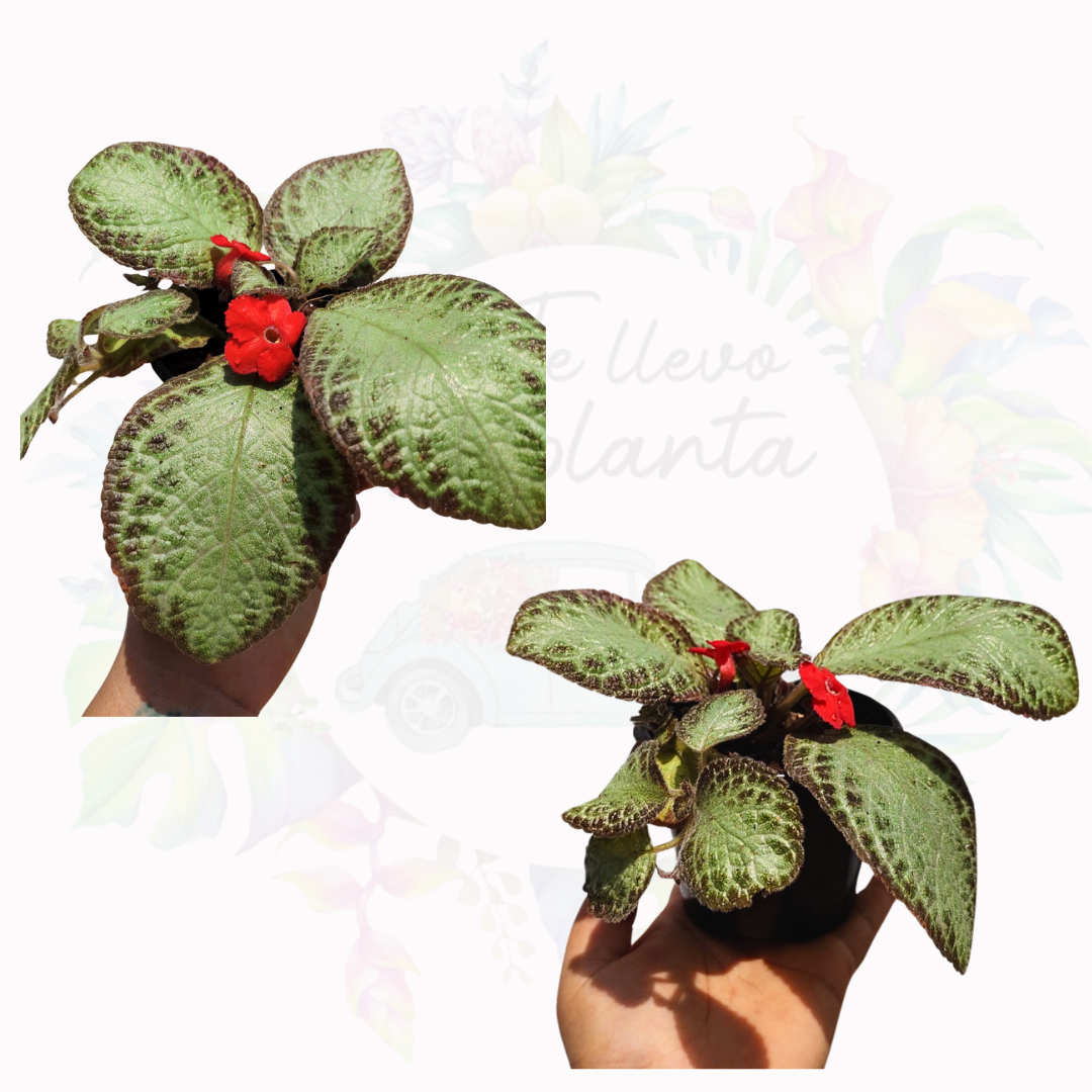 Episcia Chocolate Soldier "4