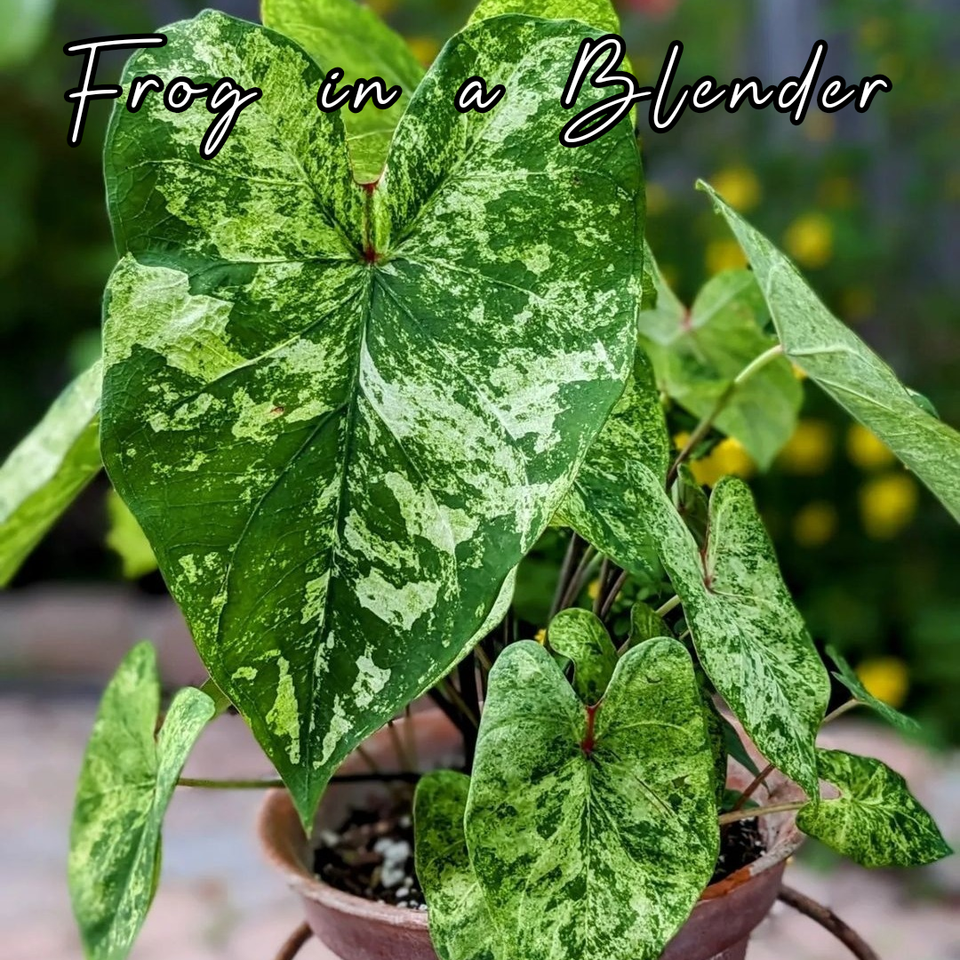 Bulbo de Caladium Frog in a blender