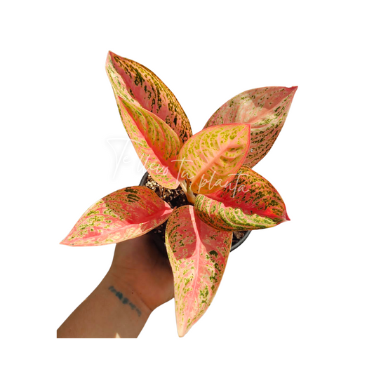 Aglaonema Red Legacy #5