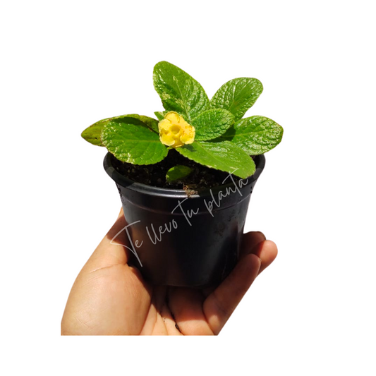 Episcia Tropical Topaz "4