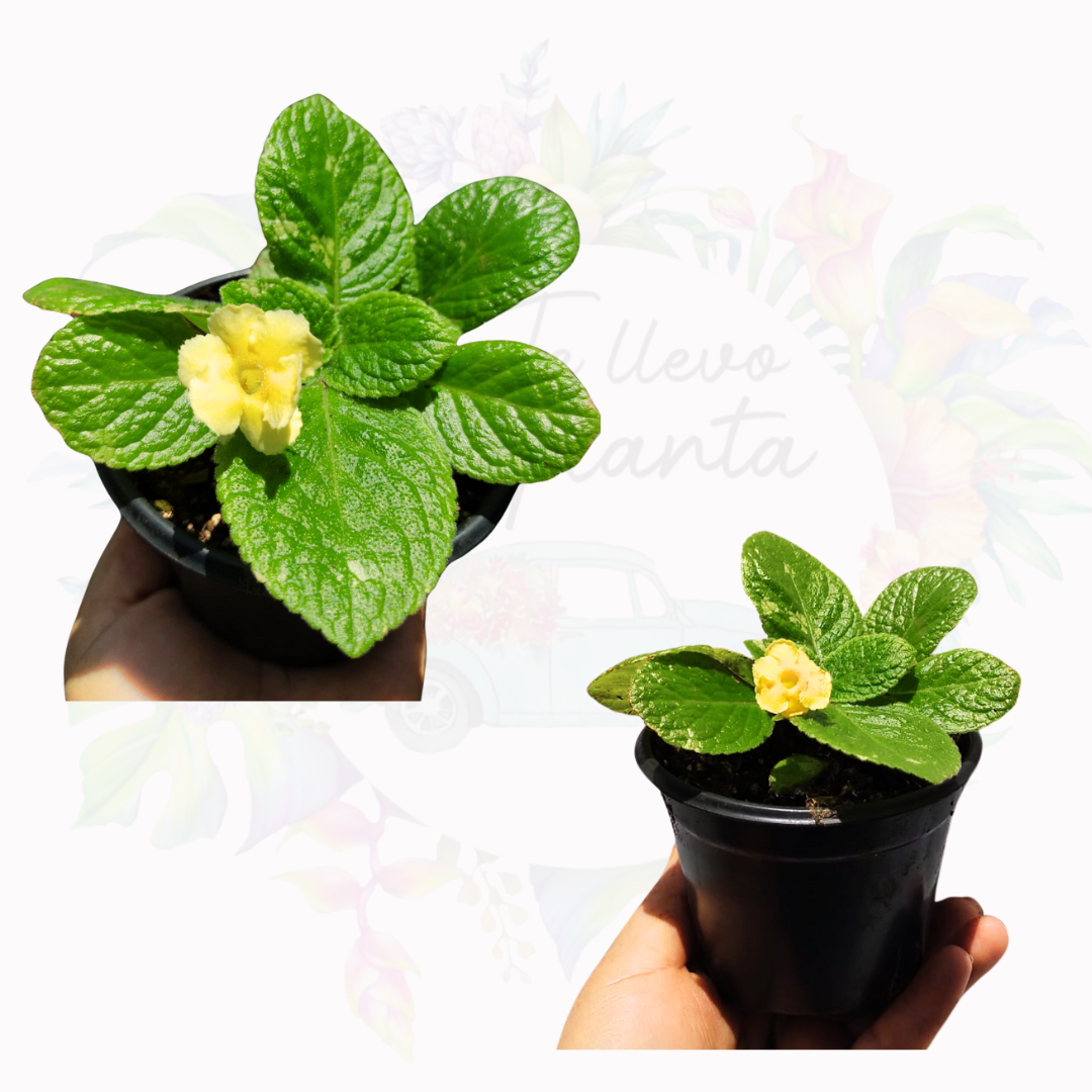 Episcia Tropical Topaz "4