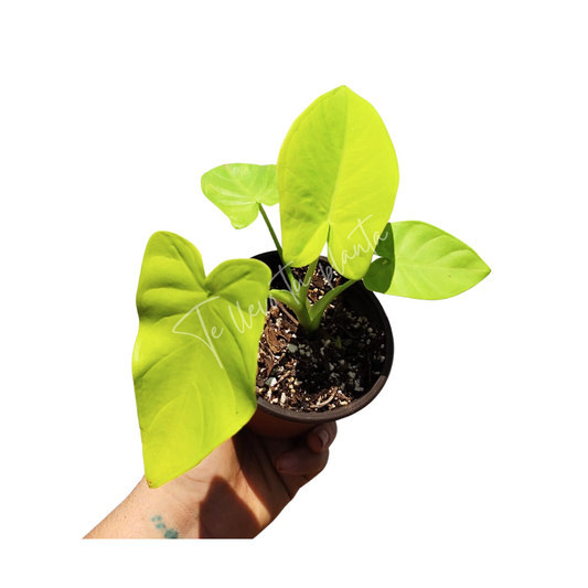 Xanthosoma Lime Zinger #5