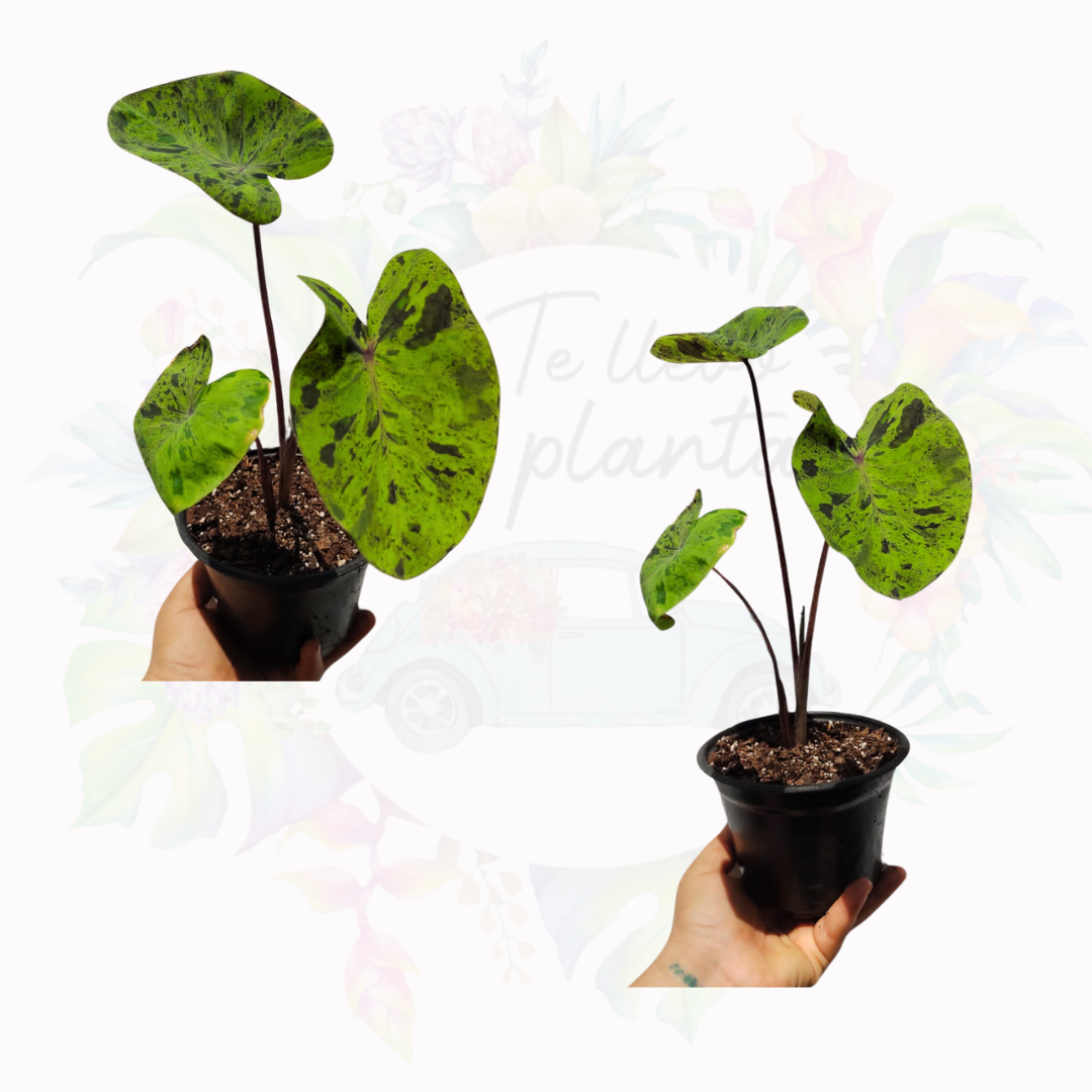 Colocasia Mojit0 "4