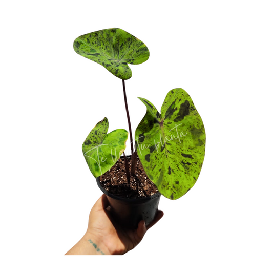 Colocasia Mojit0 "4