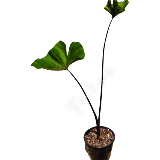 Colocasia Tea Cup “5