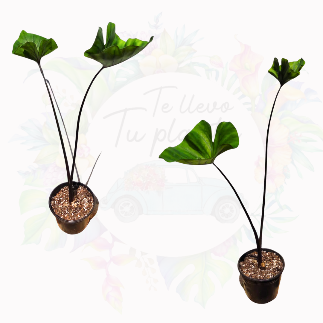 Colocasia Tea Cup “5