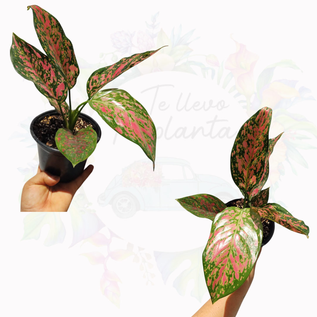 Aglaonema Lady Valentine "4