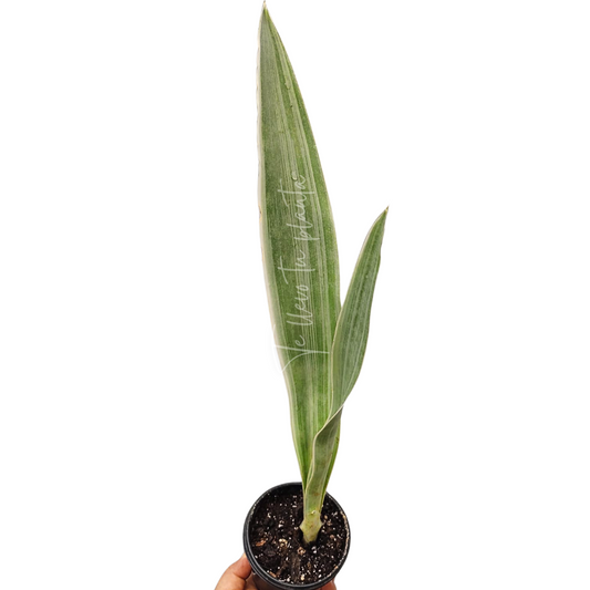 Sansevieria Sayuri #5