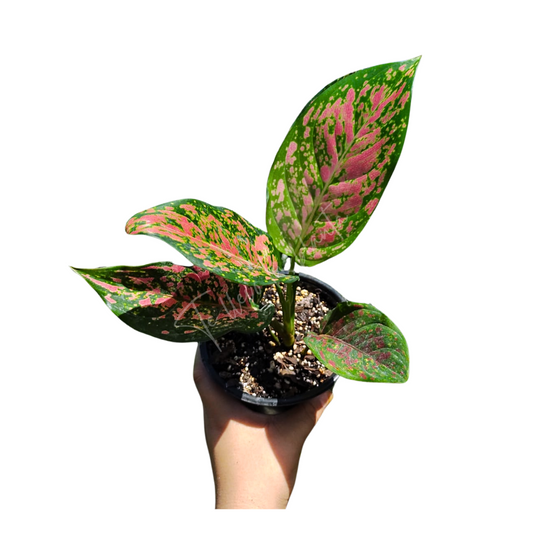 Aglaonema Lady Valentine "4