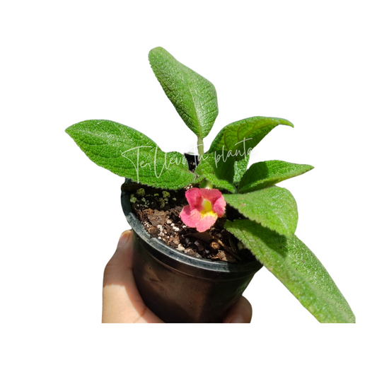 Episcia Lil Lemon "4
