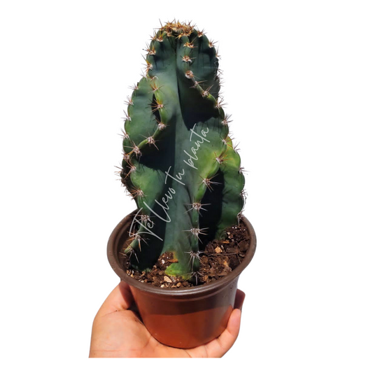Cereus Hexagonus #5