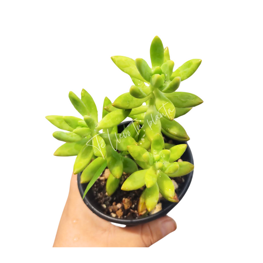 Sedum Nussbaumerianum