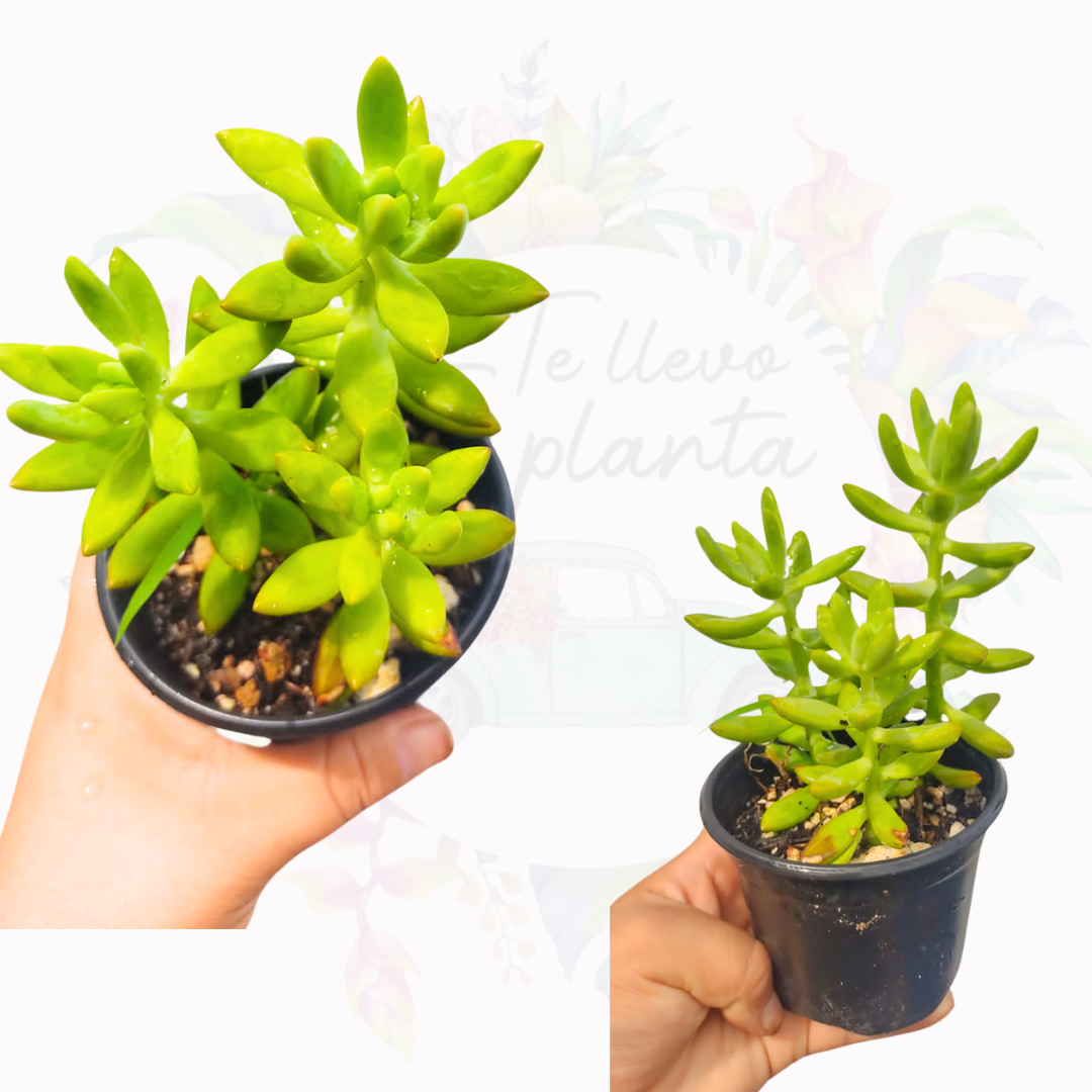 Sedum Nussbaumerianum