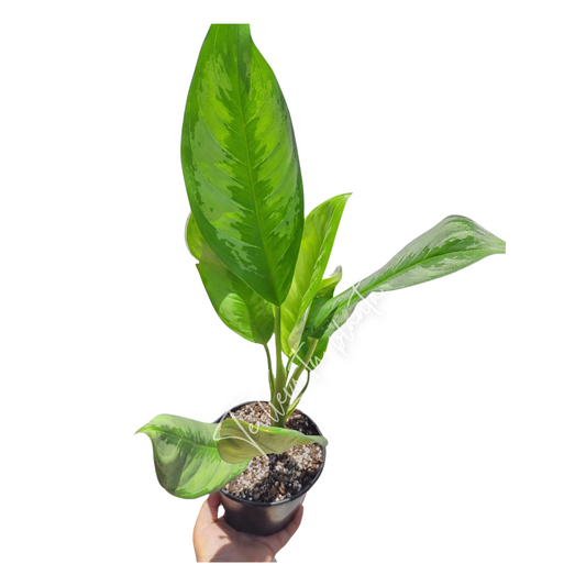 Aglaonema Crispum "6