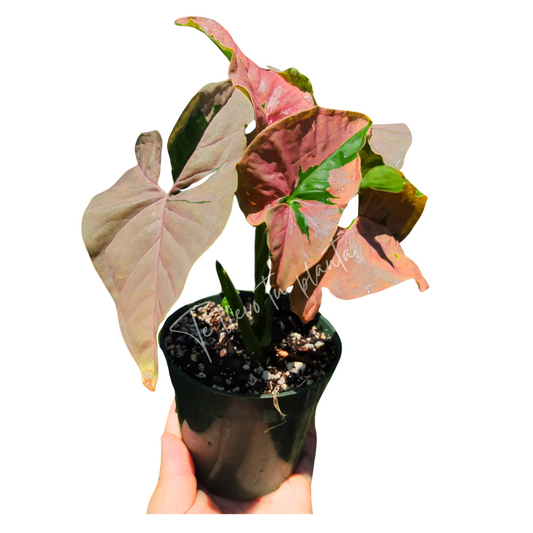 Syngonium pink lava “4