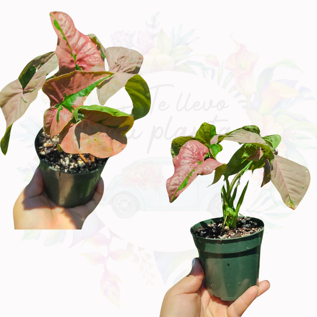 Syngonium pink lava “4